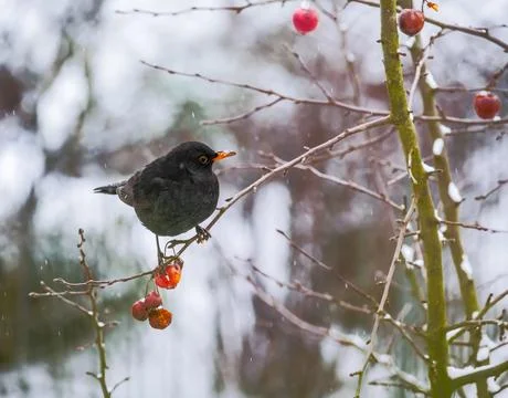 Blackbird sitting in an apple tree Stock Photos