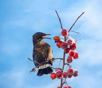 Blackbird sitting in an apple tree Stock Photos