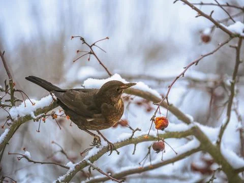 Blackbird sitting in an apple tree Stock Photos