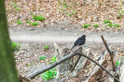 Blackbird sitting on fallen tree in spring forest. True thrush black bird Foto stock