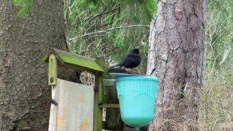 Blackbird sitting on the feeder Stock Footage 273251929
