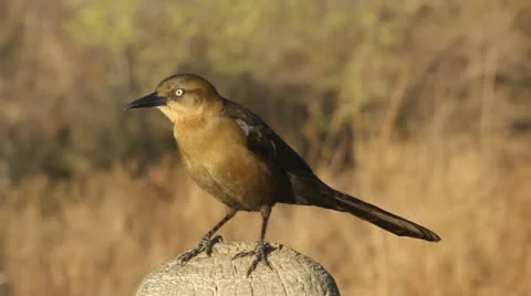 Blackbird sitting Video stock 22016077