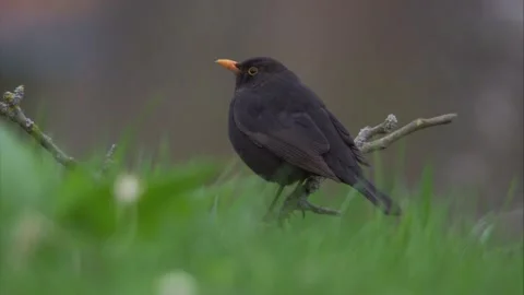 Blackbird sitting in the grass in spring Stock Footage 268050864
