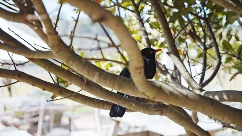 Blackbird Sitting in Small Tree Stock Footage 123623401