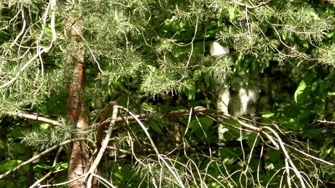 Blackbird sitting on a tree branch, flapping its wings, cleaning its beak Stock Footage 76781610