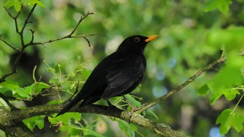 Blackbird sitting on a tree branch in the forest on a blurred background, slo Stock Footage 294616155