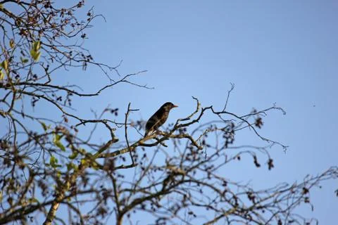 Blackbird sitting on a tree Stock Photos