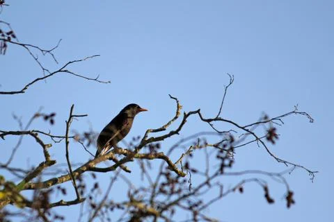 Blackbird sitting on a tree Stock Photos
