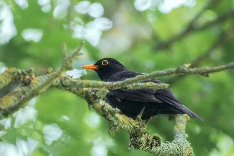 Blackbird sitting in tree Stock Photos