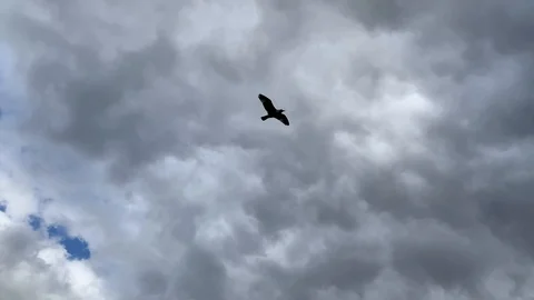 Blackbird in the sky Stock Footage 126726373