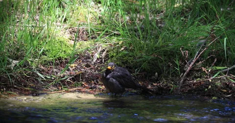 Blackbird. Small bird with black plumage and an orange beak Stock Footage 201108550