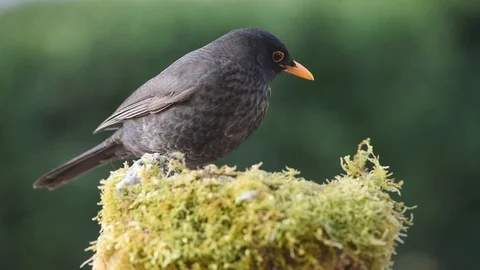 Blackbird on small rock Stock Footage 128659492