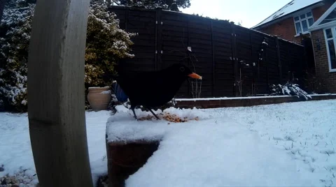 Blackbird in snow 03 Stock Footage 46502398