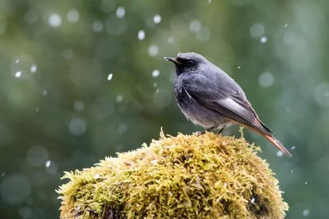Blackbird in the snow Stock Photos