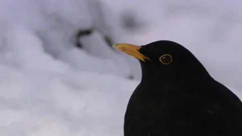 Blackbird in the snow (portrait) Stock Footage 294770071