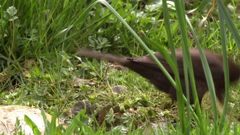Blackbird in spring; collecting nesting material Stock Footage 267708819