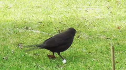 Blackbird in the spring on the grass Stock Footage 96189356