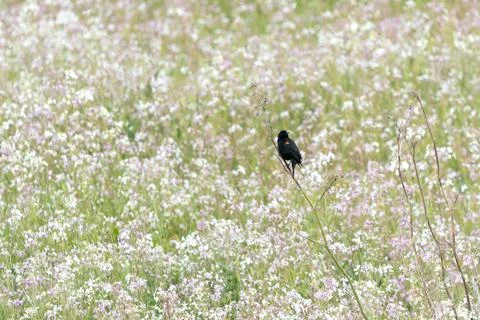 Blackbird in Spring - Landscape Fotos de archivo