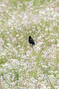 Blackbird in Spring Fotos de archivo