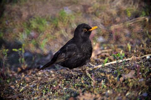 Blackbird standing on the ground Stock Photos