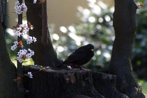 Blackbird standing on a tree stump Stock Photos