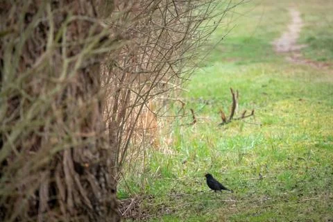 A blackbird stands on a path Stock Photos