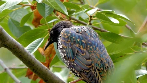 Blackbird starling sits in the branches of a tree. close up Stock-Footage 114426012