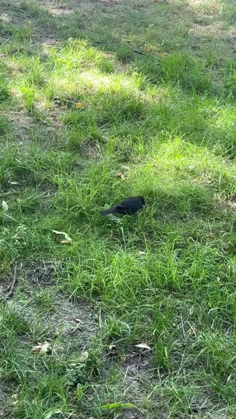 Blackbird on Sunlit Grass Stock Footage 312011897