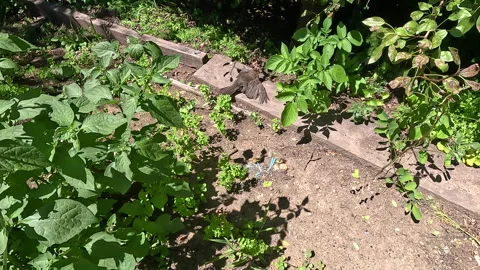 Blackbird Sunning itself Stock Footage 265539285
