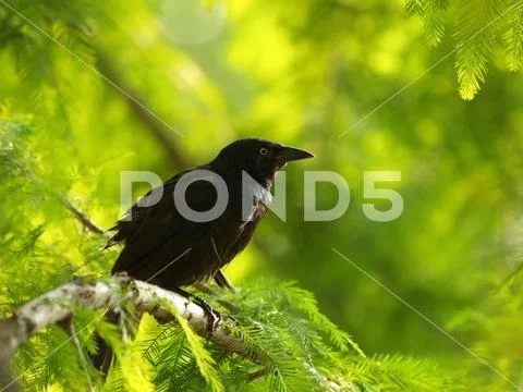 Blackbird surrounded by green leaves Stock Photos