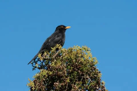 Blackbird in top of a tree Stock Photos