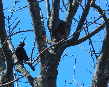 Blackbird on a tree branch Stock Photos