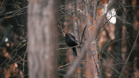 Blackbird on a tree branch in the spring autumn forest. Environment, forest Stock Footage 139662406