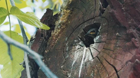 Blackbird in the tree feeding with insect Stock Footage 50384353
