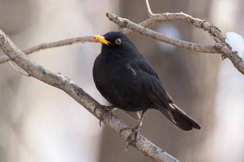Blackbird on a tree Stock Photos