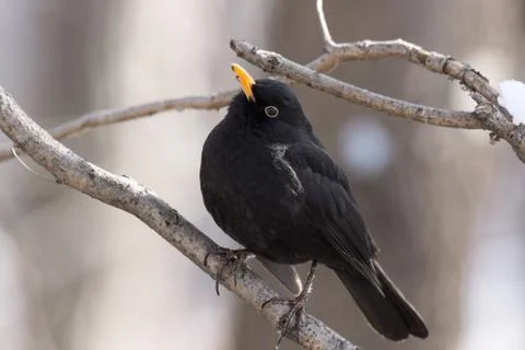Blackbird on a tree Stock Photos
