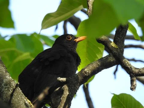 Blackbird on the tree Stock Photos