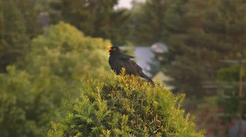 Blackbird on tree (timelapse) Stock Footage 5439326