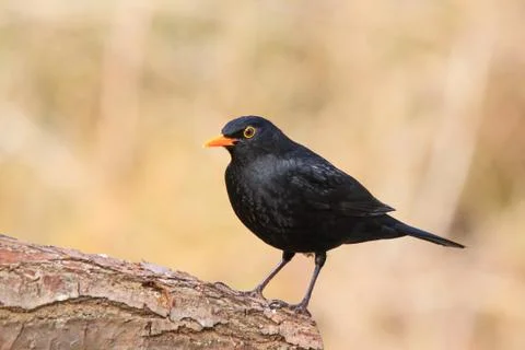Blackbird on a tree trunk at the edge of the forest Stock Photos