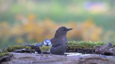 Blackbird Turdus merula bathing in the forest with a beautiful background. Slow  Video stock 313698137