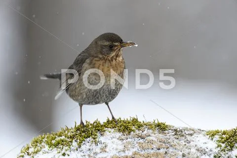 Blackbird (turdus merula), female, bulgaria, europe Stock Photos
