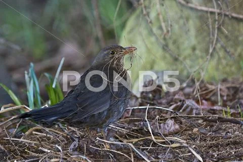 Blackbird Turdus merula female Tyrol Austria Europe Stock Photos
