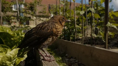 Blackbird (Turdus merula) Stock Footage 106387624