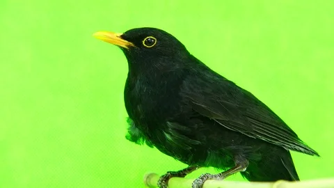 Blackbird (Turdus merula) isolated on a green background Stock Footage
