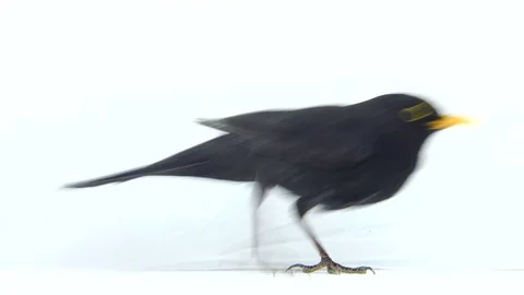 Blackbird (Turdus merula) isolated on a white background Stock Footage