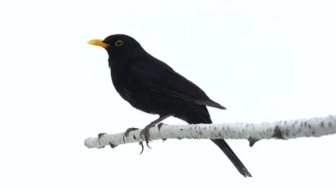 Blackbird (Turdus merula) isolated on a white background Stock Footage