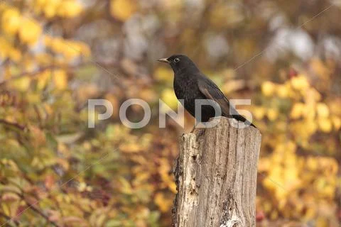 Blackbird (turdus merula), limburg an der lahn, hesse, germany, europe Stock Photos