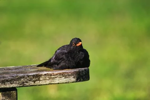 Blackbird Turdus merula lying on a bench sunbathing St Marys Isles of Scilly Stock Photos