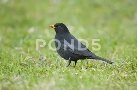 Blackbird Turdus merula male Thuringia Germany Europe Stock Photos