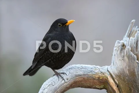 Blackbird Turdus merula male Tyrol Austria Europe Stock Photos
